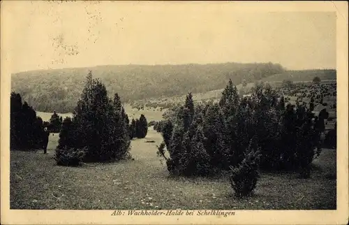 Ak Schelklingen Schwäbische Alb, Wachholder-Haide, Panorama