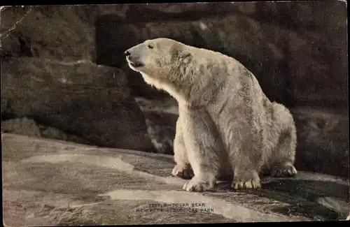 Ak New York Zoological Park, Eisbär