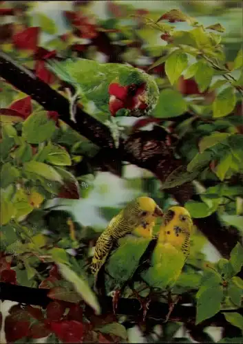 3 D Ak Zwei Wellensittiche, Papagei