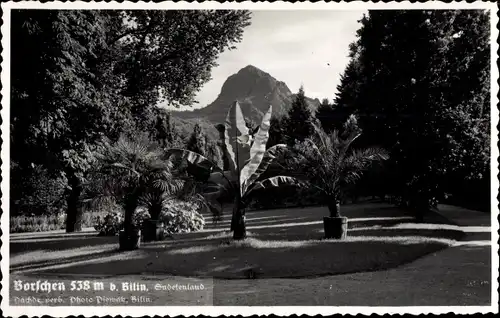 Ak Bílina Bilin Reg. Aussig, Borschen, Palme, Berg, Sudetenland
