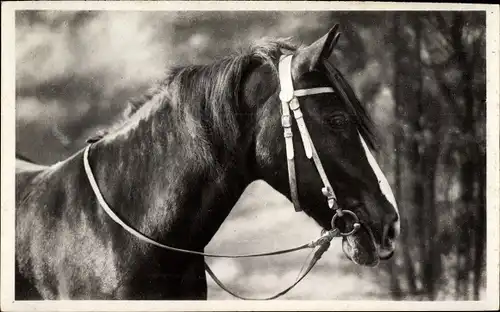 Ak Pferd, Tier-Portrait