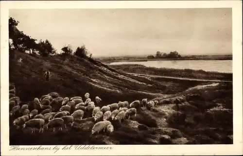 Ak Niederlande, Hunneschans bij het Uddermeer, Schafe