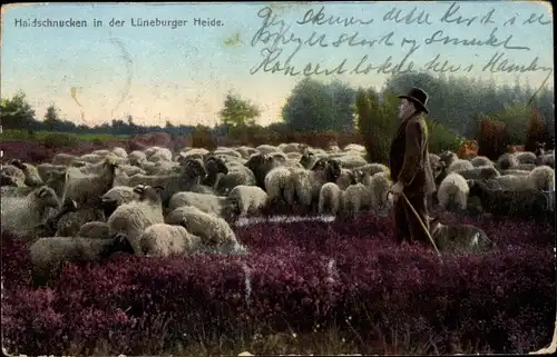 Ak Haidschnucken in der Lüneburger Heide, Schafe, Schäfer