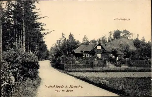 Ak Kreischa, Wilischbaude an der Wilischkoppe, Wald