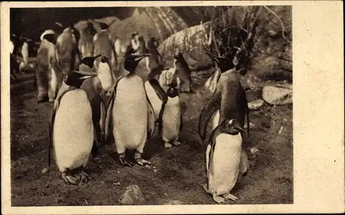 Ak Hamburg Eimsbüttel Stellingen, Pinguine in Carl Hagenbeck's Tierpark