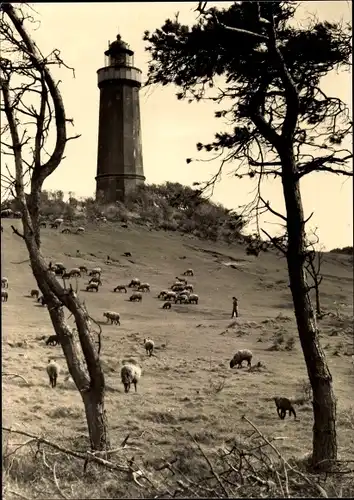 Ak Insel Hiddensee in der Ostsee, Leuchtturm am Dornbusch, Schafe weiden