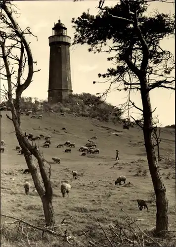 Ak Insel Hiddensee in der Ostsee, Leuchtturm am Dornbusch, Schafe weiden