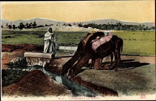 Ak Chameaux a la Seguia, Maghreb, Tierfütterung
