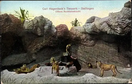 Ak Hamburg Eimsbüttel Stellingen, Carl Hagenbecks Tierpark, Offene Raubtierschlucht