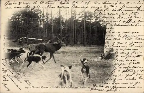 Ak Chasse a Courre, Hallali, le cerf suivi des chiens, Jagdszene, Hunde, Hirsch