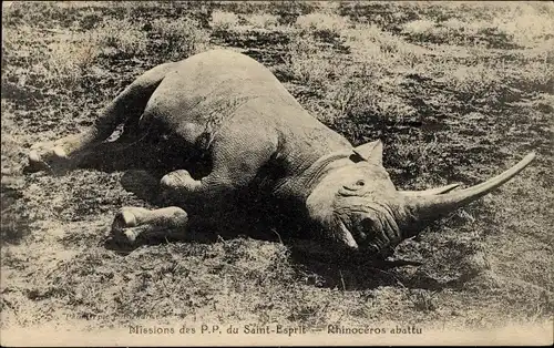 Ak Missions des P. P. du Saint Esprit, Rhinoceros abattu, erlegtes Nashorn