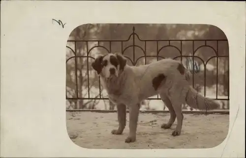 Foto Ak Weißer Hund mit schwarzen Flecken