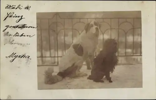 Foto Ak Großer und kleiner Hund, Hundeportrait