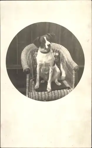 Foto Ak Hund auf einem Korbsessel, Terrier