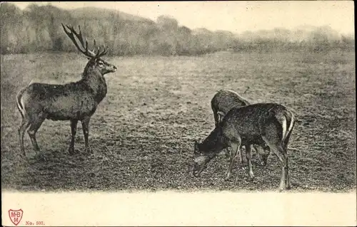 Ak Hirsche, Hirsch und Hirschkühe