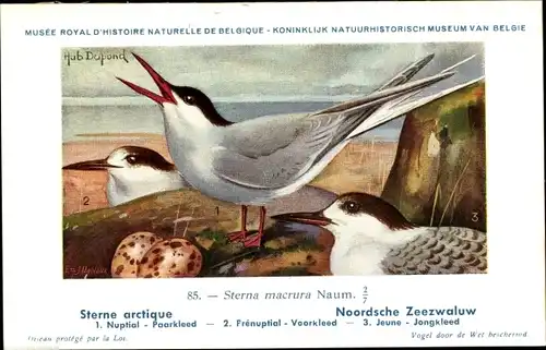 Künstler Ak Dupond, Hub., Sterna macrura Naum, Noordsche Zeezwaluw, Nr. 85