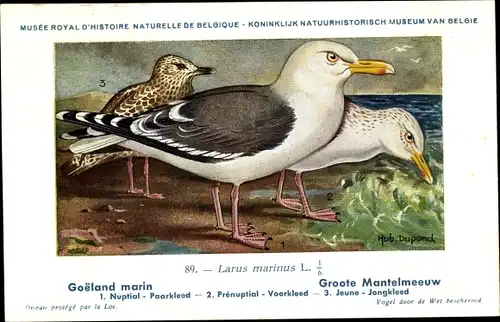 Künstler Ak Dupond, Hub., Larus marinus, Mantelmöwe