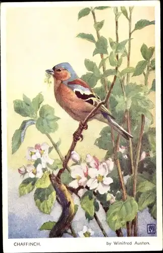 Künstler Ak Austen, Winifred, Chaffinch, Fringilla coelebs genglen, Buchfink