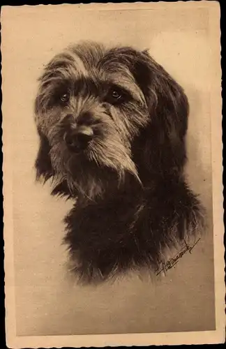 Künstler Ak Hundeportrait