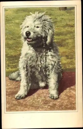 Ak Hundeportrait, sitzender Hund