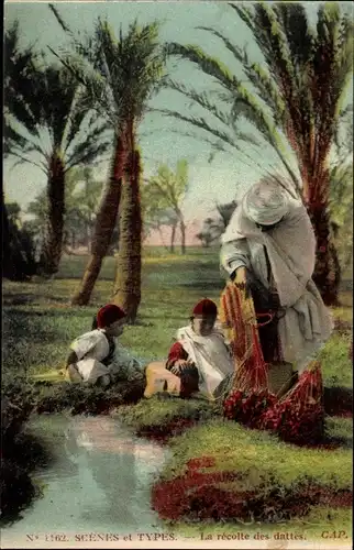 Ak Scenes et Types, La recolte des dattes, Maghreb