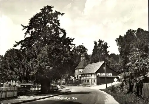 Ak Lückendorf Oybin Oberlausitz, 1500 jährige Eibe