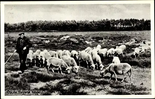 Ak Op de Veluwse heide, Schafe, Landwirtschaft