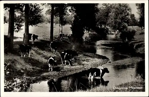 Ak Meerssen Limburg Niederlande, Omgeving, Kühe am Fluss