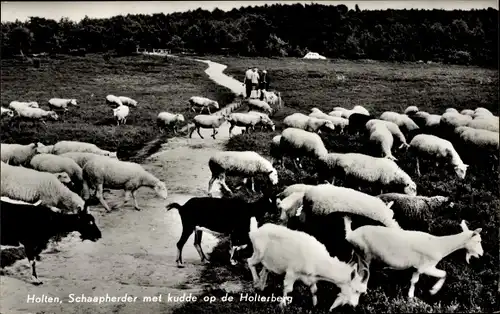 Ak Holten Overijssel Niederlande, Schaapherder met kudde op de Holterberg
