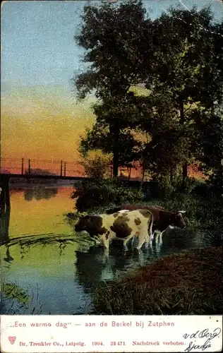 Ak Kühe im Wasser, Een warmo dag, aan de Berkel bij Zutphen