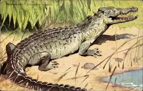 Ak Krokodil am Flussufer mit offenem Maul