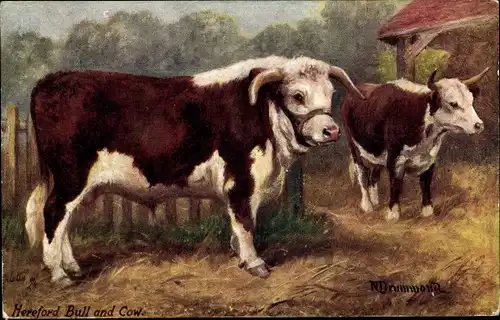 Künstler Ak Drummond, N., Hereford Bull and Cow