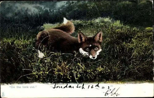 Ak On the look out, Fuchs auf einer Wiese, Jagd