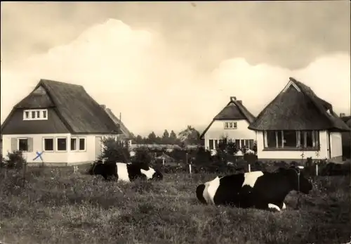 Ak Ostseebad Ahrenshoop Fischland, Neue Häuser und Kühe am Weg zum Hohen Ufer