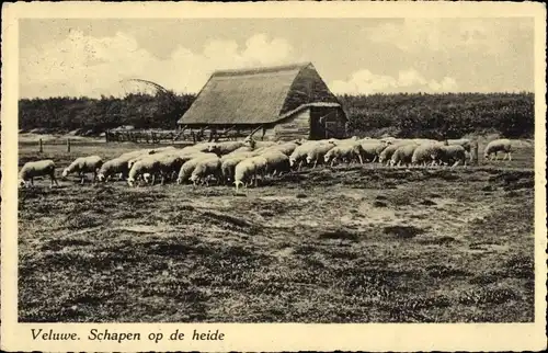 Ak Hoge Veluwe Gelderland Niederlande, Schapen op de heide