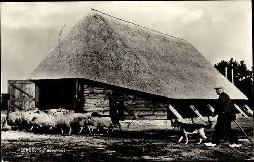 Ak Heerde Gelderland Niederlande, Schaapskooi, Schafe, Bauernhof