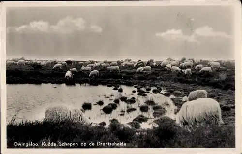 Ak Dwingeloo Drenthe Niederlande, Kudde Schapen op de Drentseheide