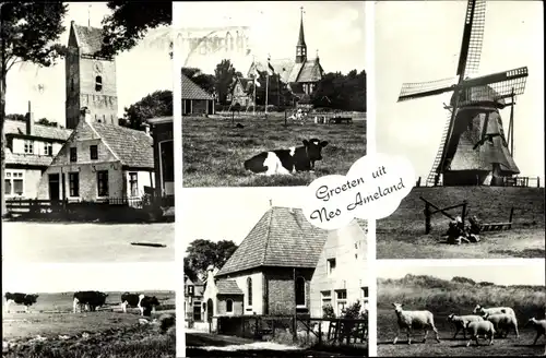 Ak Nes Ameland Friesland Niederlande, Windmühle, Kühe, Schafe, Kirchen, Gebäude