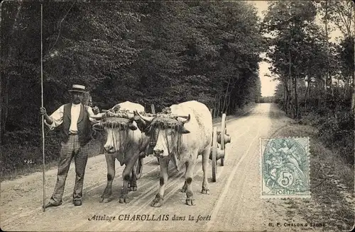 Ak Frankreich, Attelage Charollais dans la Foret, Rinderfuhrwerk