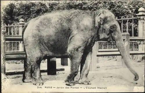Ak Paris V., Jardin des Plantes, l'Elephant, Rachel, Elefant