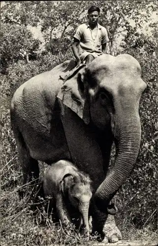 Ak Comité National de l'Enfance, Éléphante des Indes et son petit, Elefant mit Kalb, Mahut