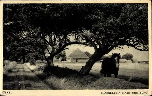 Ak Texel Nordholland Niederlande, Brakenstein nabij den Burg, Pferd