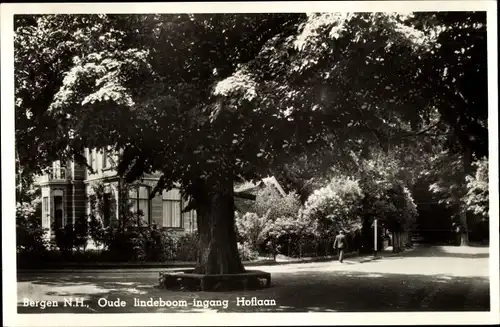 Ak Bergen Nordholland Niederlande, Oude lindeboom ingang Hoflaan