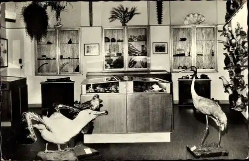 Ak Ijmuiden Velsen Nordholland Niederlande, Pieter Vermeulenmuseum, Interieur met gedeelte vogelwand