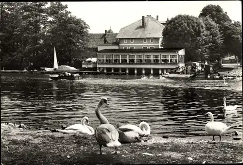 Ak Caputh Schwielowsee, Gaststätte und Cafe Fährhaus, Schwäne