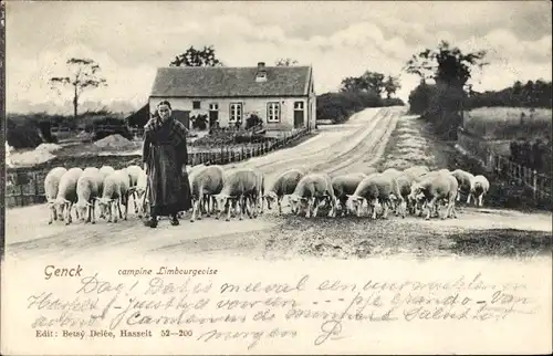 Ak Genck Flandern Limburg, Campine Limbourgeoise, Hirtin mit Schafherde