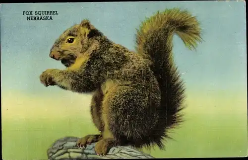 Ak Hastings Nebraska USA, Fox Squirrel, Eichhörnchen, Hastings Museum
