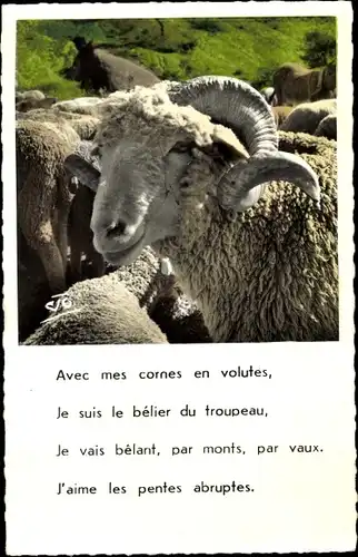 Ak Transhumance, Le Belier, Schafe