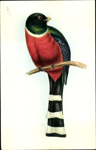 Künstler Ak Gould, J., Trogon Mexicanus, Vogel