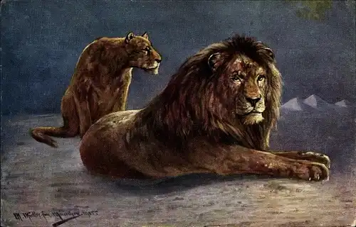 Künstler Ak Müller, M. jun., Löwin und Löwe